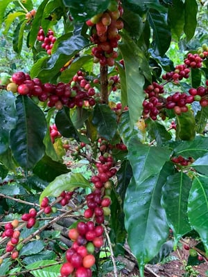 cafe y amore ripe beans